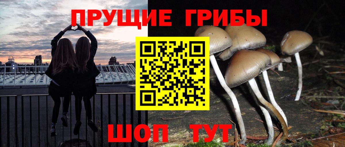 Псилоцибиновые грибы Cubensis Киселёвск